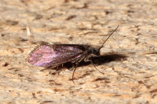 Eriocrania sp.